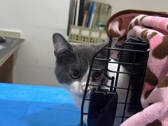 -艾贝尔宠物医院·24H转诊中心·肿瘤猫专科(江宁双龙店)