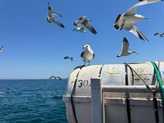 -海驴岛(荣成市)