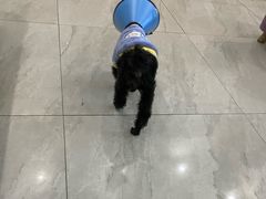 -米苏动物医院·犬猫专科·骨科外科内窥镜