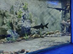 -东方巨龟苑景区