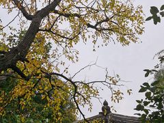 -艺圃
