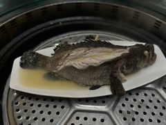 野生石斑鱼-福泉海码头(六里山店)