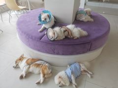 -怪兽屋·羊驼·猫咖·狗咖(俊华广场店)