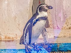 -太平洋海底世界