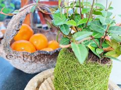 -大隐花事(熊婆婆的花园店)