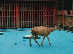 -东平国家森林公园