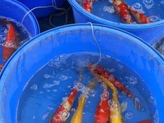 -中环花鸟鱼虫市场