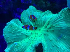 -上和臻品中国菜(花园街店)