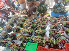 -北京植物园-展览温室