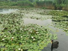 -微山湖红荷湿地景区