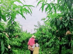 -樂桃源奉贤黄桃种植采摘基地