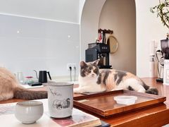 -有猫主题·治愈系猫咖(曾厝垵店)