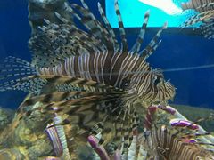 -福州罗源湾海洋世界旅游区