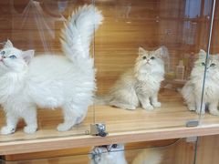-猫十亿·布偶金渐层·曼基康矮脚猫舍(青年路店)