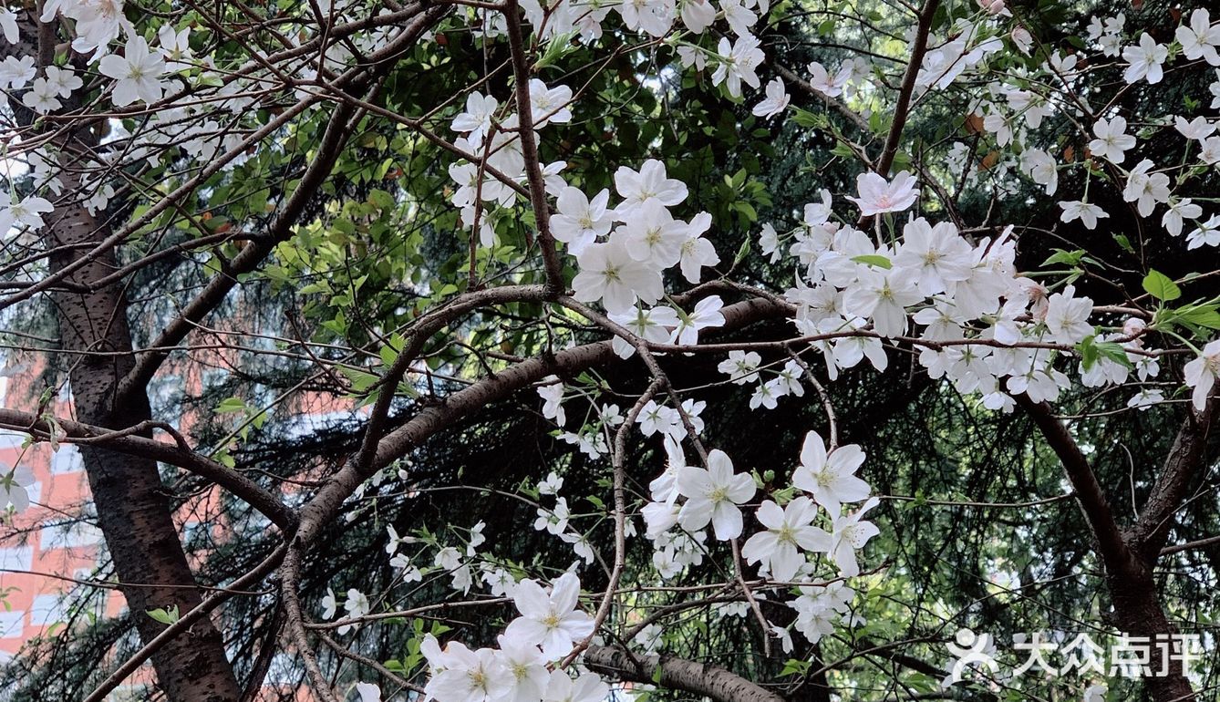 雨前再拍一次樱花｜葵巷