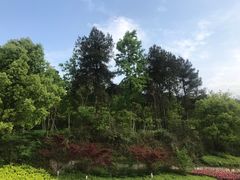 -铁山坪森林公园