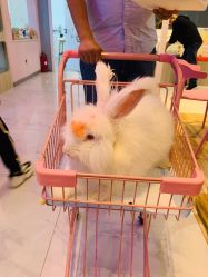 -Moni星球萌宠·小马宝莉·灵蛇·高端高阶全萌宠互动体验俱乐部(红豆国际广场店)