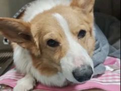 -芭比堂动物医院·CT·微创中心(新顺分院)