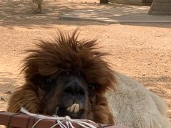 -大连森林动物园