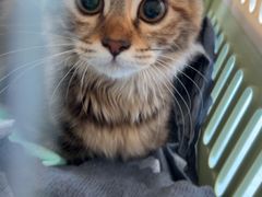 -博特宠物医院24h犬猫全科.骨科·异宠