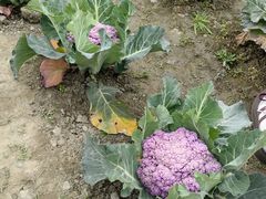 -中国天府农业博览园