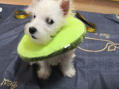 -翊宠yipet猫狗购宠庄园犬舍•猫舍