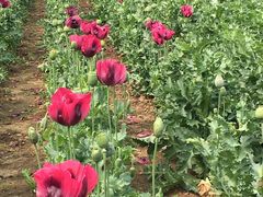 -国家植物园南园