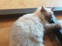 -万小咖.猫咖(中山路天虹店)