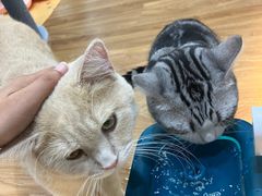 -COLOR PETS 撸猫馆·购猫·猫咖(长风大悦城店)