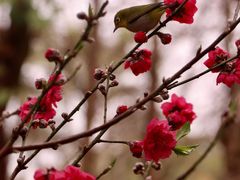 -桃花涧