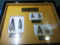 -上海昆虫博物馆