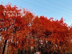 -上海海湾国家森林公园