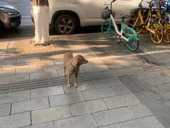 -二号桥脆绍面(星辉中路店)