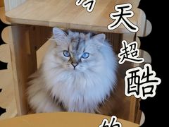 -有喵·猫咖·狗咖·40+猫狗有小奶狗(岗厦店)