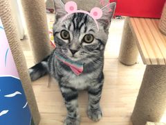 -袖虎·猫馆(体育西路店)