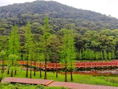 -广州市石门国家森林公园