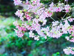 -天适樱花悠乐园