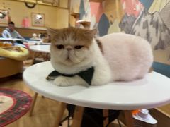 -滚猫咖啡·猫咖·猫友好撸猫(未来城店)