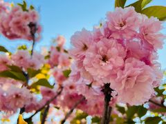 -长白岛森林公园