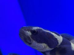 -上海海洋水族馆