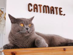 -Catmate·猫肥家润(金润铂宫店)