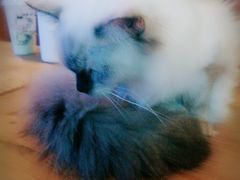 -李小姐の猫咖啡馆(五角场店)