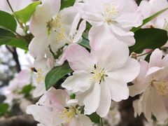 -海棠花溪(元大都城垣遗址公园)