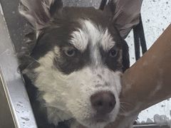 -久久宠物(河东万达店)