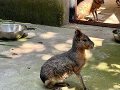 -合肥野生动物园