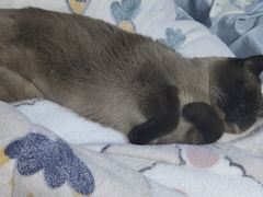 -宠颐生动物医院·心脏科·保险定点(锦阳分院)