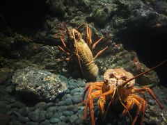 -凯莉-塔尔敦海洋生物水族馆