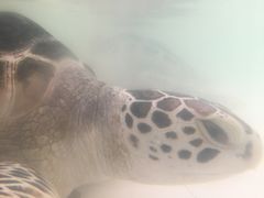 -广东惠东海龟国家级自然保护区