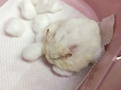 -爱侣宠医·鹦鹉专科·小型哺乳类·异宠专科(灵石路店)