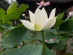 -桂湖森林公园